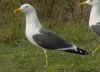 ad LBBG in Januari-April, ringed in the Netherlands.