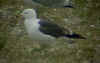 sub-adult graellsii in May, ringed in the Netherlands. (62557 bytes)