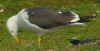 adult graellsii in May, ringed in the Netherlands. 