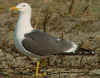 adult graellsii in May, ringed in the Netherlands. 