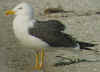 adult graellsii in May, ringed in the Netherlands. 