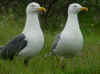 adult michahellis in May, ringed in the Netherlands. (72689 bytes)