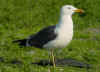 sub-adult graellsii in May, ringed in Belgium. (72200 bytes)