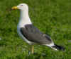 sub-adult graellsii in May, ringed in Belgium. (77469 bytes)