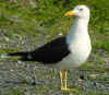 sub-adult graellsii in May, ringed in Belgium. (79156 bytes)