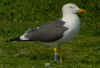 sub-adult graellsii in May, ringed in Belgium. (77541 bytes)