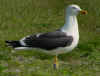 sub-adult graellsii in May, ringed in Belgium. (79079 bytes)