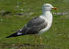 sub-adult graellsii in May, ringed in Belgium. (81542 bytes)
