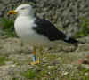 sub-adult graellsii in May, ringed in Belgium. (77011 bytes)