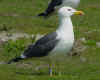 sub-adult graellsii in May, ringed in Belgium. (84300 bytes)