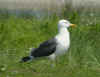 sub-adult graellsii in May, ringed in Belgium. (76507 bytes)