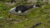 sub-adult graellsii in May, ringed in Belgium. (71477 bytes)
