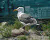 sub-adult graellsii in May, ringed in Belgium. (82415 bytes)