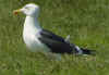 sub-adult graellsii in May, ringed in Belgium. (79105 bytes)
