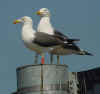 sub-adult graellsii in May, ringed in the Netherlands. (75300 bytes)