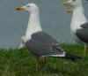 adult graellsii in May, ringed in the Netherlands. (65753 bytes)