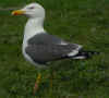 adult graellsii in May, ringed in the Netherlands. (75587 bytes)