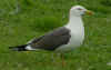 adult graellsii in May, ringed in the Netherlands. (63968 bytes)