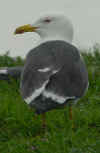 adult graellsii in May, ringed in the Netherlands. (63030 bytes)