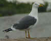 adult graellsii in May, ringed in the Netherlands. (50387 bytes)