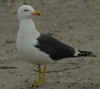 adult graellsii in May, ringed in the Netherlands. (73064 bytes)