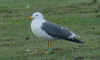 adult graellsii in May, ringed in the Netherlands. (74841 bytes)