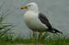 adult graellsii in May, ringed in the Netherlands. (69556 bytes)
