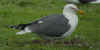 adult graellsii in May, ringed in the Netherlands. (76496 bytes)