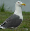 adult graellsii in May, ringed in the Netherlands. (45139 bytes)