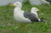 adult graellsii in May, ringed in the Netherlands. (61201 bytes)