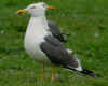 adult graellsii in May, ringed in the Netherlands. (69265 bytes)