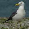 adult graellsii in May, ringed in the Netherlands. (72707 bytes)