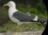 adult graellsii in May, ringed in the Netherlands. (69426 bytes)
