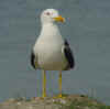 adult graellsii in May, ringed in Spain. (80973 bytes)
