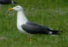 adult graellsii in May, ringed in the Netherlands. (77885 bytes)