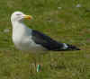 adult graellsii in May, ringed in the Netherlands. (84671 bytes)