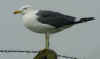 adult graellsii in May, ringed in the Netherlands. (56435 bytes)