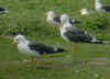 adult graellsii in May, ringed in the Netherlands. (76575 bytes)