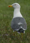 adult graellsii in May, ringed in the Netherlands. (52536 bytes)