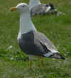 adult graellsii in May, ringed in the Netherlands. (77207 bytes)