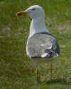 adult graellsii in May, ringed in the Netherlands. (72400 bytes)