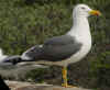 adult graellsii in May, ringed in the Netherlands. (75111 bytes)