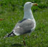 adult graellsii in May, ringed in the Netherlands. (89390 bytes)