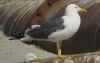 adult graellsii in May, ringed in the Netherlands. (71032 bytes)