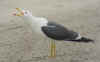 adult graellsii in May, ringed in the Netherlands. (67765 bytes)