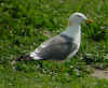 adult graellsii in May, ringed in the Netherlands. (105237 bytes)