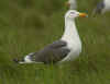 adult graellsii in May, ringed in the Netherlands. (69493 bytes)