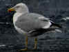 adult graellsii in May, ringed in the U.K. (77394 bytes)