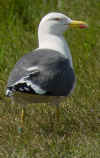adult graellsii in May, ringed in the Netherlands. (58305 bytes)