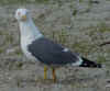 adult graellsii in May, ringed in the Netherlands. (88168 bytes)